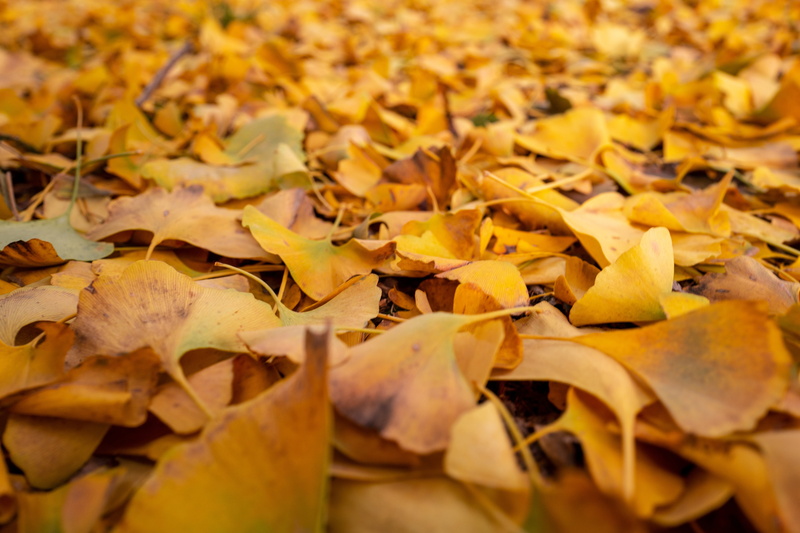 fall, autumn, maple leaf, abundance, nature, colors, autumn collection, leaf, carpet, change, dry, yellow, large group of objects, outdoors, plant part