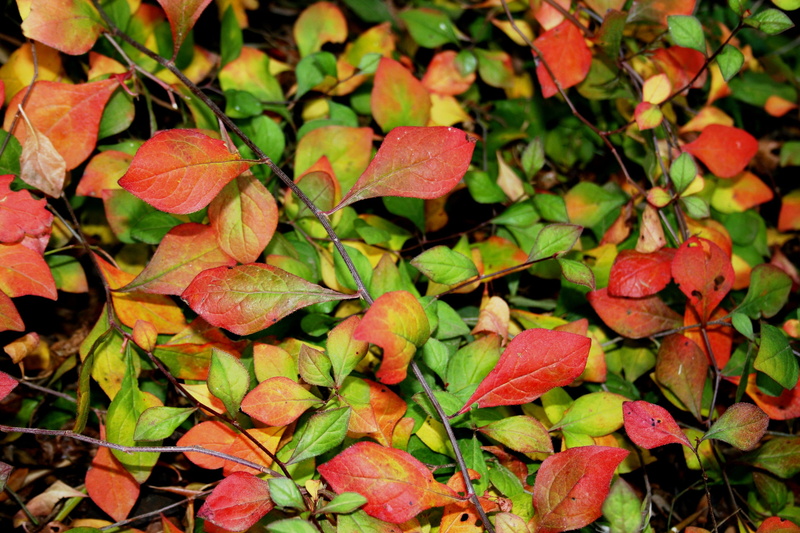 plant, nature, beauty in nature, Greens, leaf, growth, tranquility, fall, green color, land, Ground Cover, outdoors, Reds, thick carpet, no people, yellows