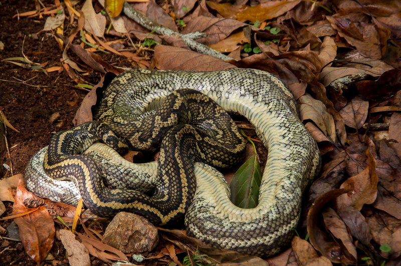animal wildlife, one animal, australia, no people, wild, skin, curled up, Snake, land, leaf, reptile, black, leaves, day, poisonous, nature, animal themes