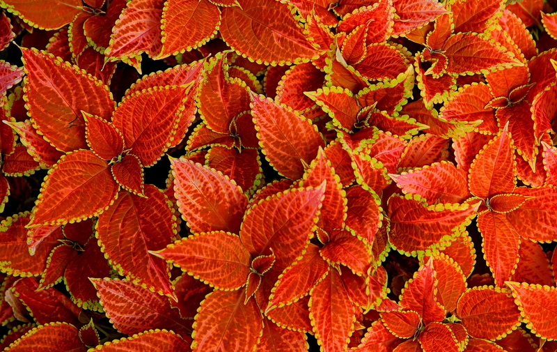 Coleus In Bloom, leaves, 1080P, nature, plant, macro, carpet