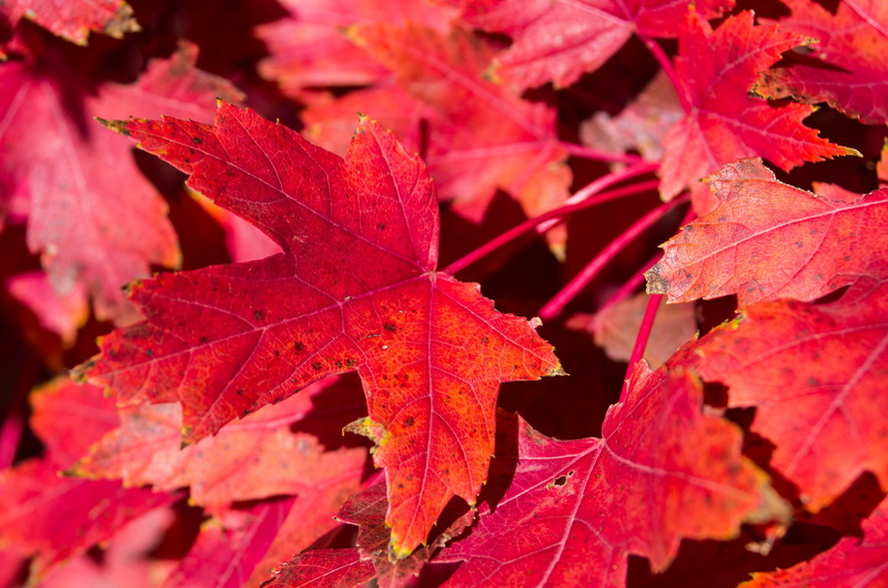 leaves, autumn, maple, carpet, 1080P, nature, the crimson