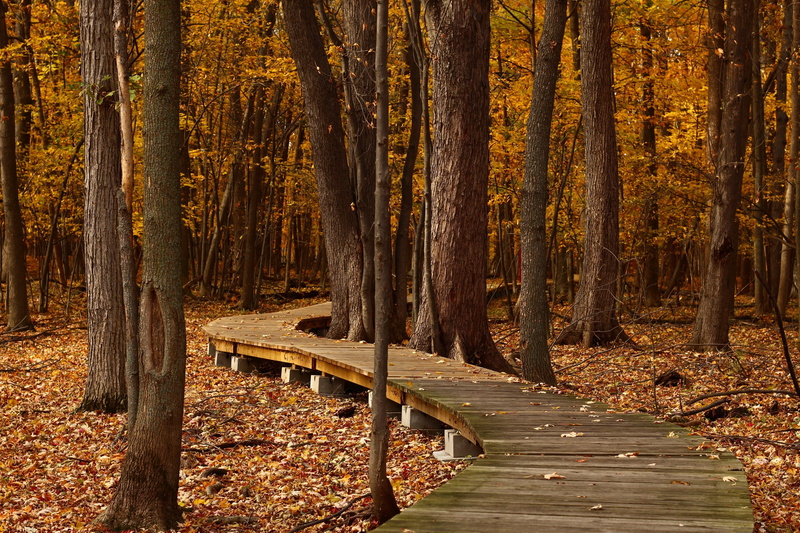 tranquil scene, québec, land, outdoors, autumn, wooden, serenity, 2K, maple leaves, autumn collection, tranquility, hiking, leaves, wood - material, pine tree