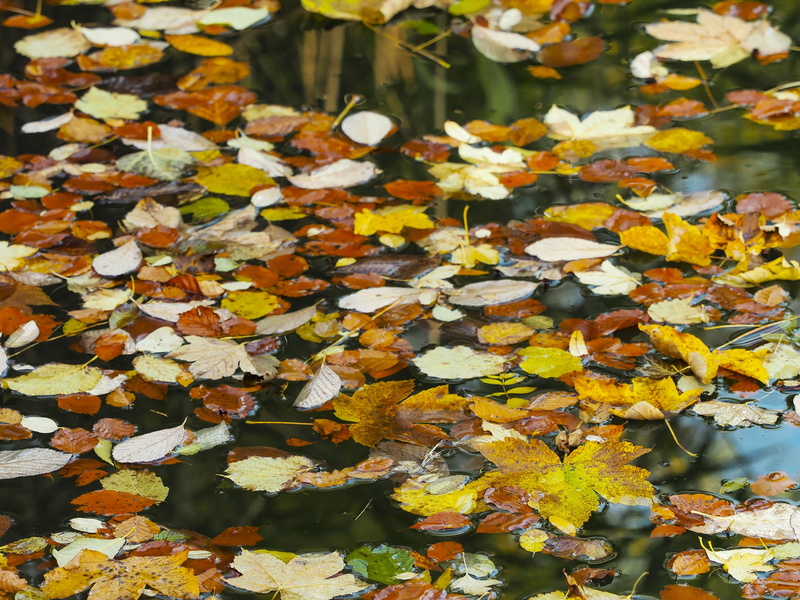 red leaf, flower, autumn, autumn leaves, tranquility, lake, leaves, nature, natural condition, change, fall, fragility, plant, maple leaf, outdoors, growth