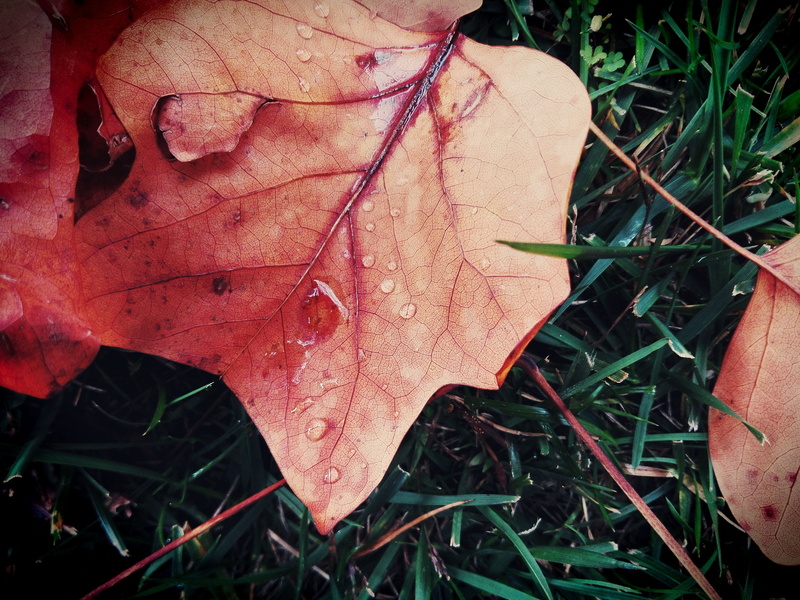 orange, leaf vein, autumn, colorful, red, change, yellow, plant part, fragility, day, rain, autumn woods, dry, dried leaves, land, tree, outdoors, nature