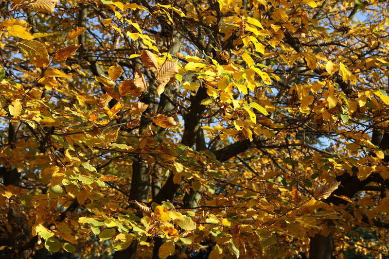 carpet of leaves, park, golden autumn, autumn, october, art autumn, color, 4K, dry leaves, outdoors, gold Colored, full frame, colors, dead leaf, maple leaves