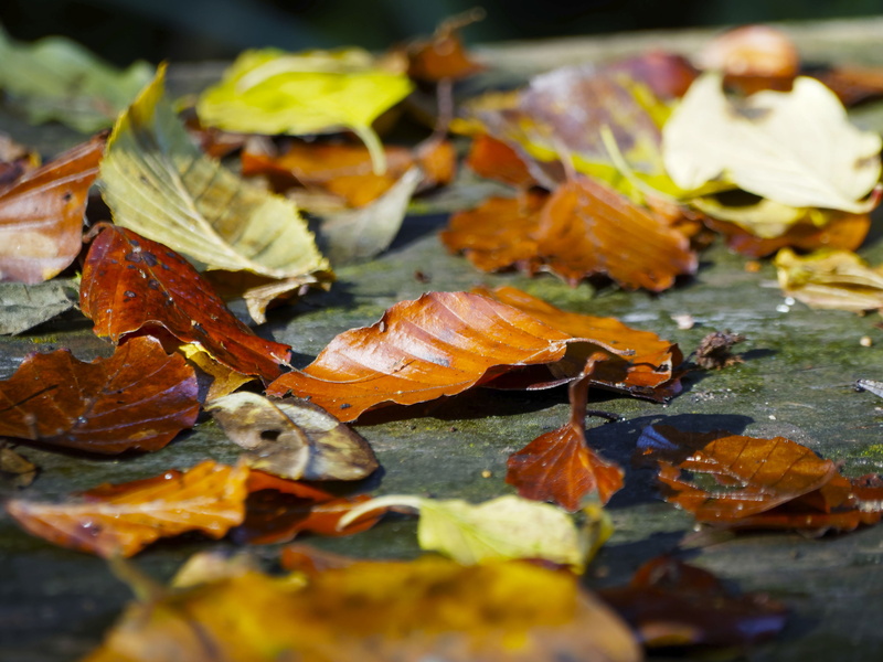 falling, outdoors, plant part, red leaf, autumn leaf, no people, change, day, nature, natural condition, tree leaf, maple leaf, close-up, autumn, leaves