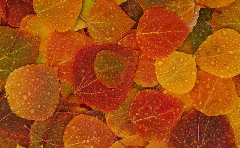 orange color, Fall, Leaves, plant, food and drink, 2K, fall leaves, fruit, indoors, nature, citrus fruit, red, backgrounds, Autumn, studio shot, close-up