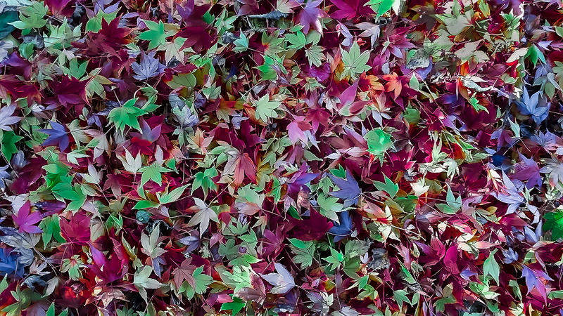 no people, change, pink color, leaf, autumn, vulnerability, leaves, flowering plant, outdoors, texture, red, growth, backgrounds, flower, greens