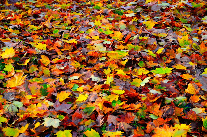 close-up, orange color, fall, natural condition, 1080P, outdoors, autumn collection, falling, beauty in nature, full frame, day, leaves, brown, nature