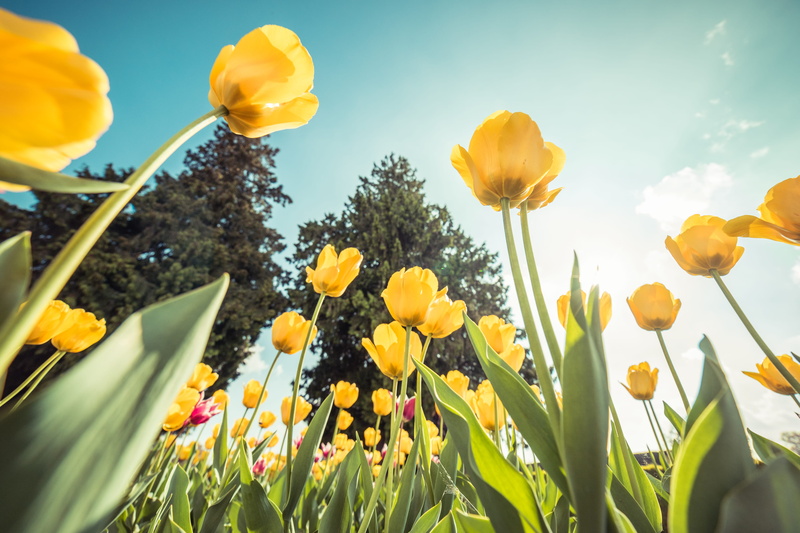 multi colored, sky, no people, sunbeams, gardening, freshness, gardens, flower arrangement, beauty in nature, ornamental garden, inflorescence, plant, tulip