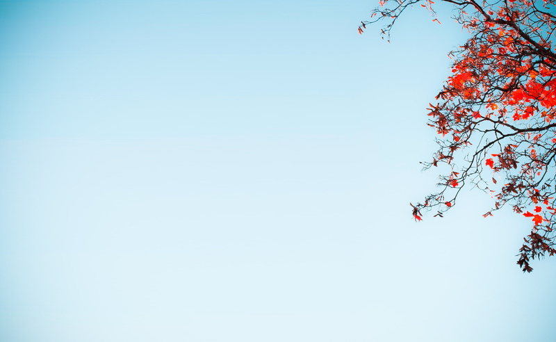 springtime, tranquility, plant, clear sky, sunny, Against, Sun and Sky, Blue, flowering plant, branch, Tree, beauty in nature, Nature, cherry blossom, freshness