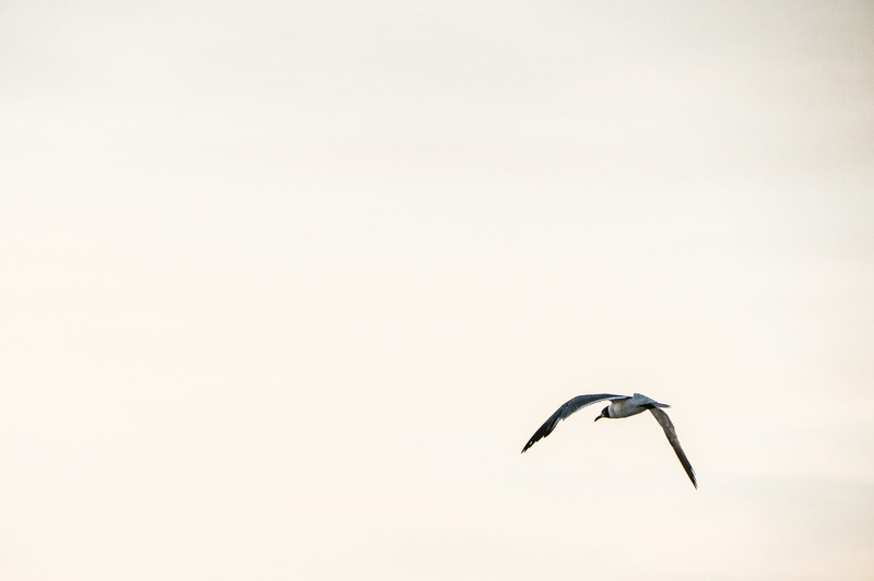 natural, clear, one animal, bird, outdoors, nature, animals in the wild, beauty in nature, spread wings, mid-air, flying, sky, no people, Photo, motion