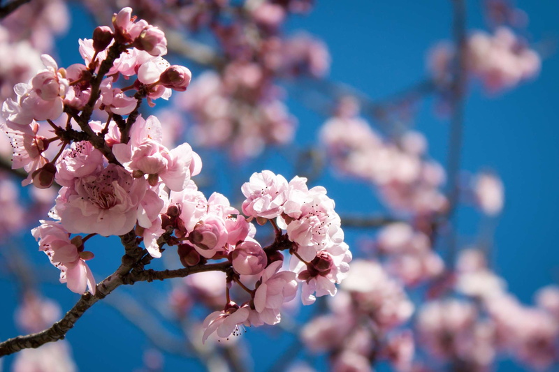 close-up, cherry blossom, focus on foreground, spring, pink flowers, freshness, pink, pink blossom, no people, flower head, beautiful flowers, blossom against blue sky