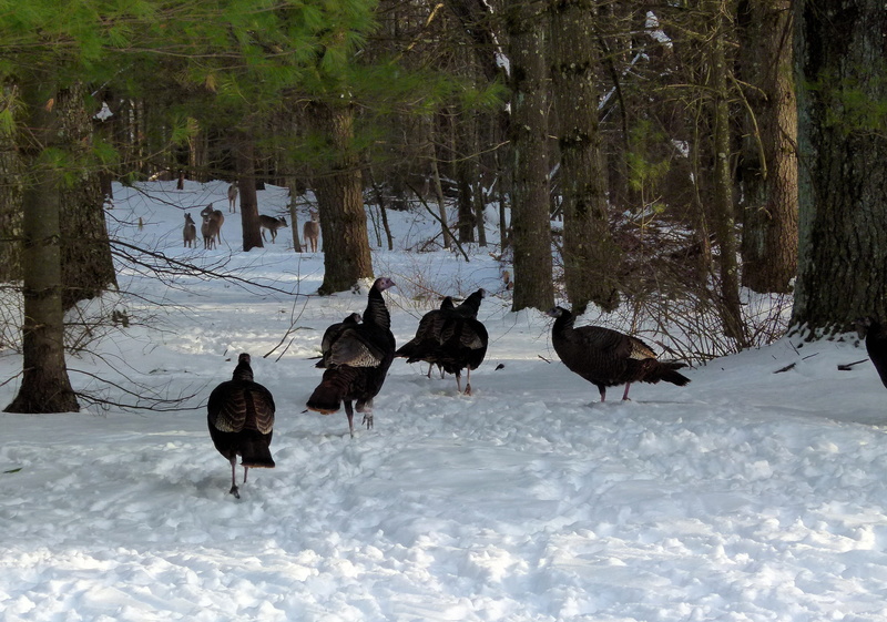 cold temperature, medium group of animals, wild turkeys, covering, animal wildlife, poconos, 2K, day, birds, vertebrate, group of animals, snow, land
