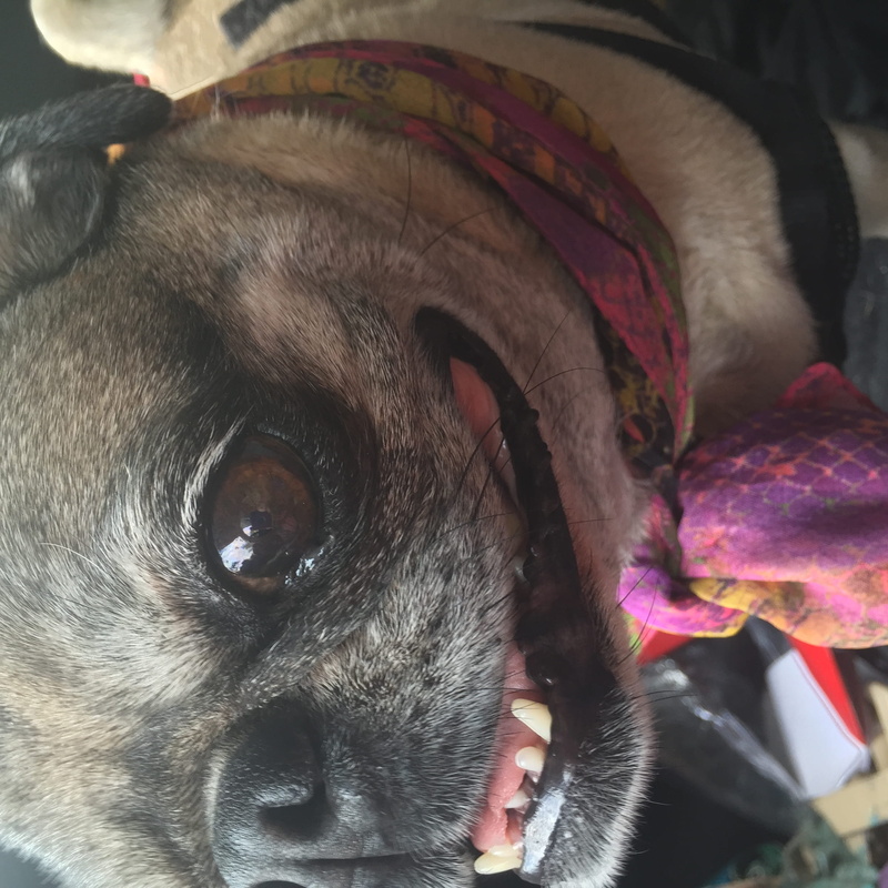 domestic animals, cat, 1080P, whisker, mammal, scarf, animal nose, indoors, dog, animal body part, pug, domestic, animal, pets, looking at camera, portrait