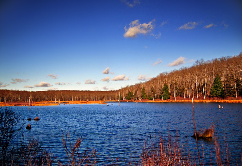 near, reflection, Swamp, Painter, autumn, wetland, Pike County, creative commons, scenics, water, tree, Pennsylvania, -Flowing, clouds, bright light, dusk