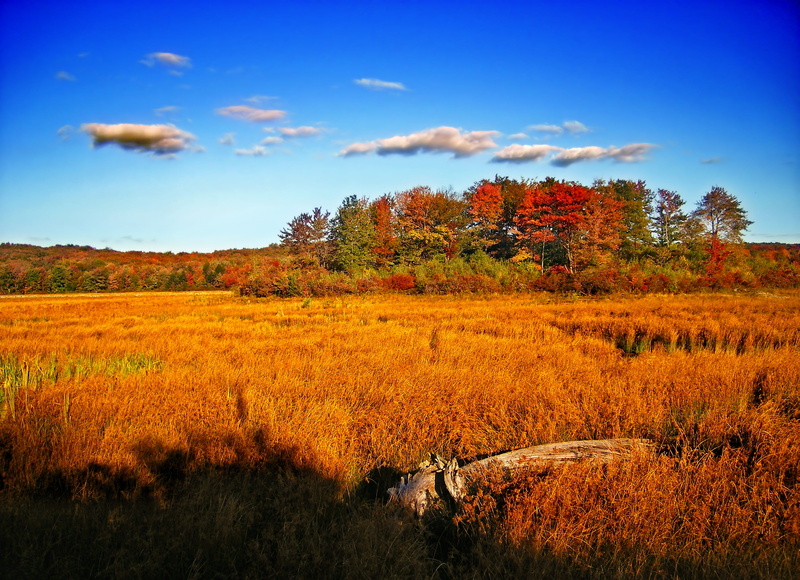 cumulus, yellow, blue, Gouldsboro State Park, autumn, Nature, white, wetland, clouds, brown, forest, Wayne County, red, tree, sky, 2K, Monroe County, landscape