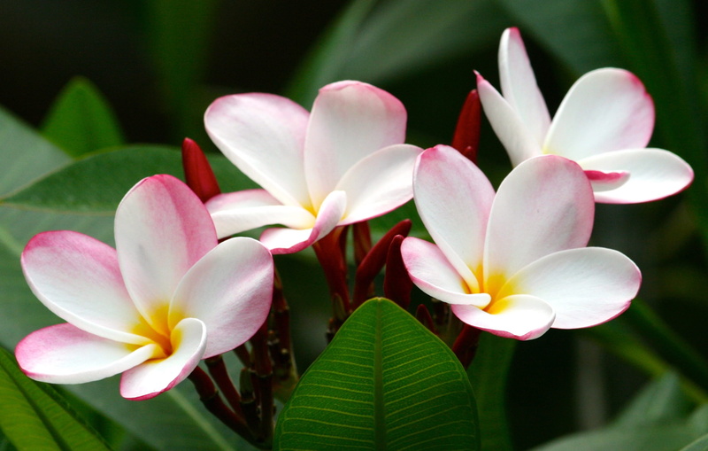 frangipani, tropic, desert, vulnerability, petal, no people, plant part, roses, flower, flower head, white, fragility, close-up, inflorescence, leaf, four
