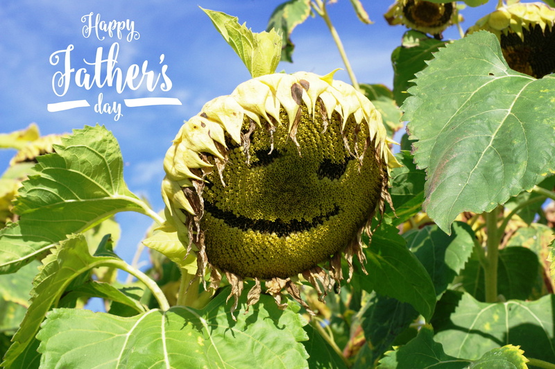 sunlight, happy, no people, plant part, flower, outdoors, day, thank you, nature, greeting, growth, sunflower, 4K, season, flowering plant, yellow, food