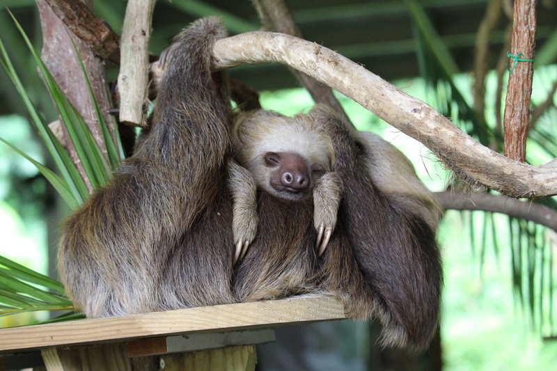 young animal, sitting, mother, sloth, tree, two animals, vertebrate, rearing, animals in the wild, animal family, family, monkey, outdoors, animal themes