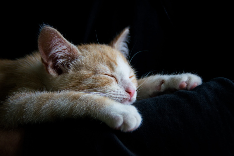 tabby, white, tired, black, domestic, indoors, domestic animals, cozy, orange, animal head, cat, chill out, animal body part, animal themes, recovered