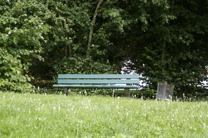 recycle bin, land, bushes, recover, growth, tree, forest, nature, rest, plant, field, relaxation, sunlight, recovery, lonely, green, empty, tranquility base