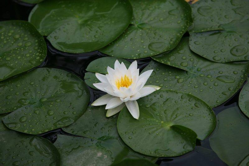 green, pollen, inflorescence, flowering plant, wet, abstract, water, plant part, fragility, Plants, water lily, beauty in nature, floating, leaves, wipes