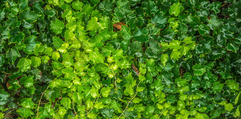 green, leaves, freshness, nature, plants, no people, ivy, day, trickle, plant part, beauty in nature, leaf, outdoors, foliage, vine, full frame, green color