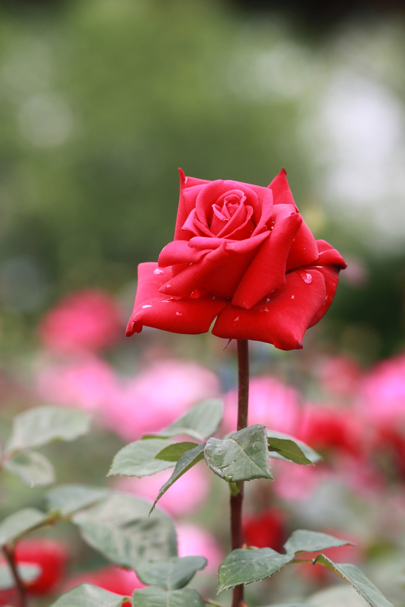 rose - flower, pleasure, 4K, beauty in nature, affection, love, garden, cloudy day, inflorescence, flower garden, rose petals, red rose, beautiful, growth