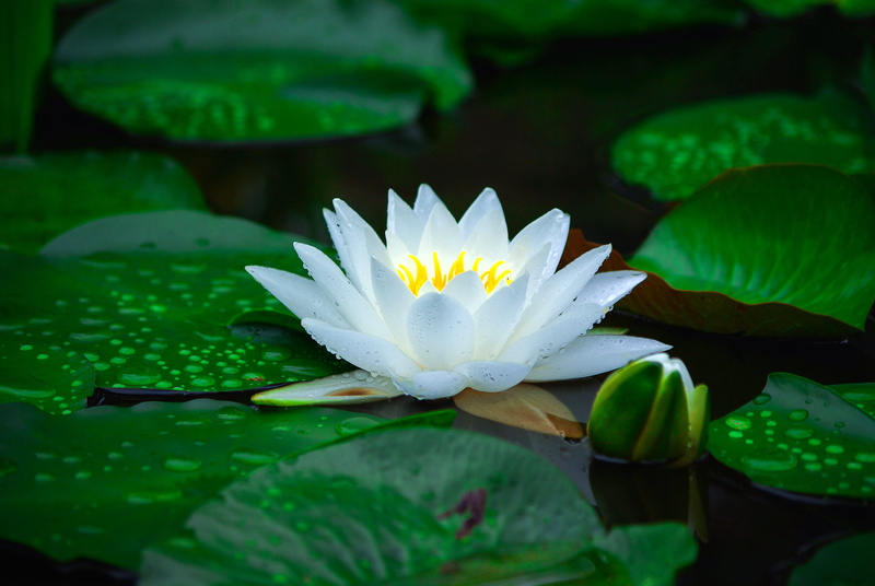 lily, close-up, vulnerability, white, flowers, floating, flower head, plant part, plant, aquatic plants, leaf, no people, purity, petal, trickle, beauty in nature