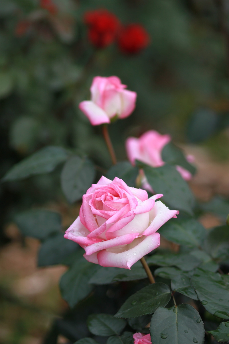 pleasure, beautiful, flower, rose, shower, rose garden, inflorescence, leaf, love, affection, cloudy day, plants, vulnerability, beauty in nature, pink