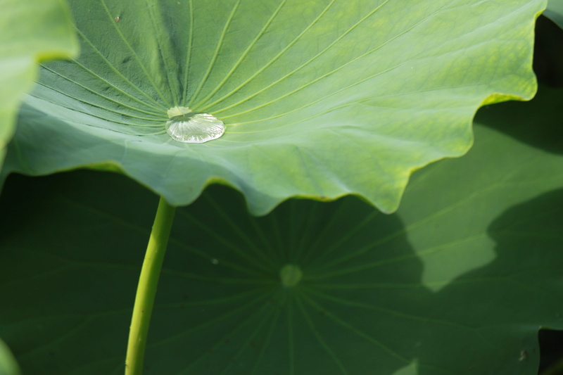 abstract, growth, water, sunlight, beauty in nature, fragility, purity, pond plants, trickle, kite, 4K, vulnerability, flower, selective focus, lotus leaf