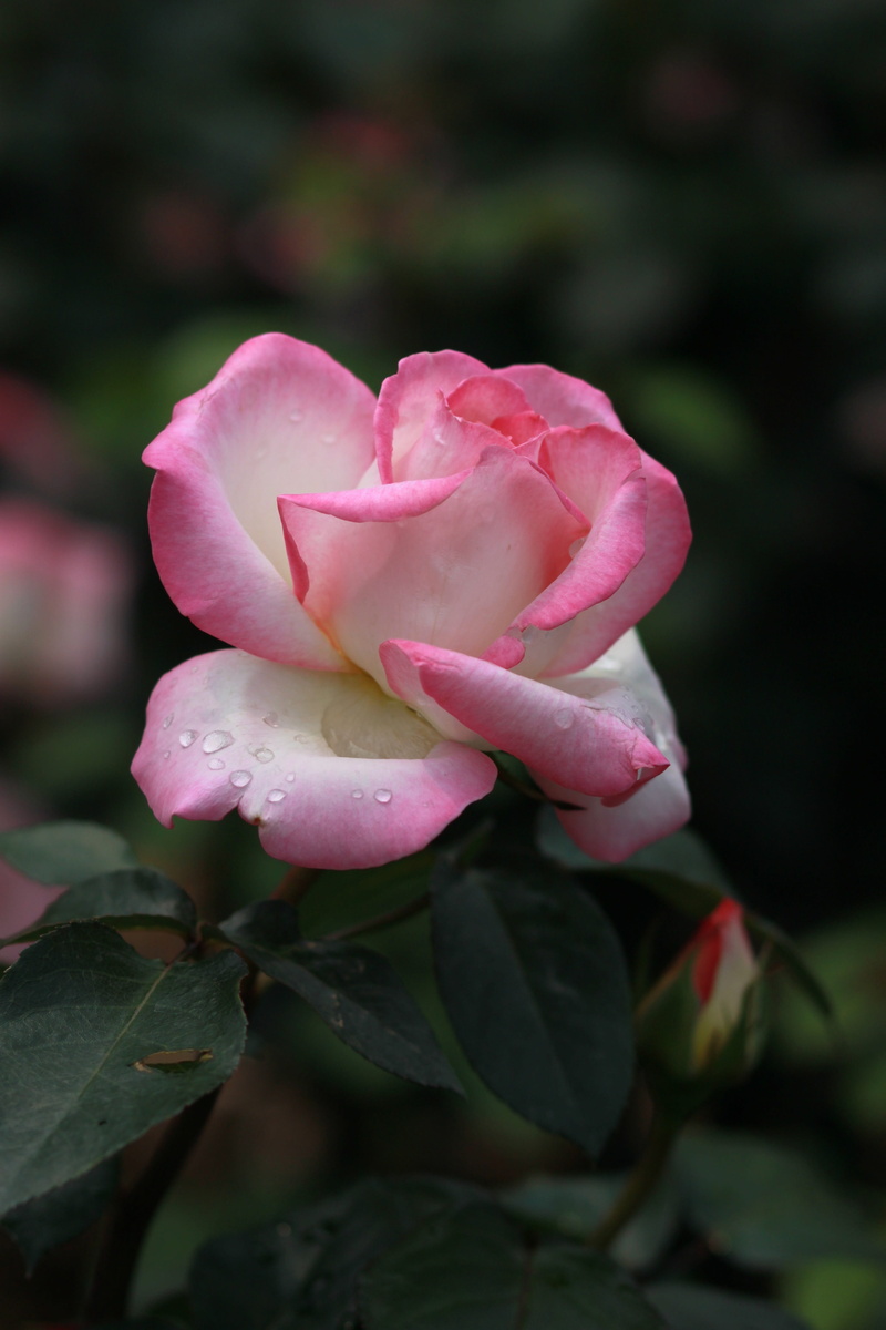 rose - flower, dew, rose, joy, love, shower, tabitha, beautiful, cloudy day, rose petals, inflorescence, pink, vulnerability, no people, purity, growth