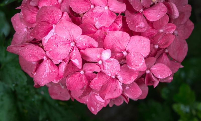bunch of flowers, 4K, inflorescence, pink, nature, outdoors, summer, backgrounds, freshness, springtime, purple, non, abstract, flowering plant, growth