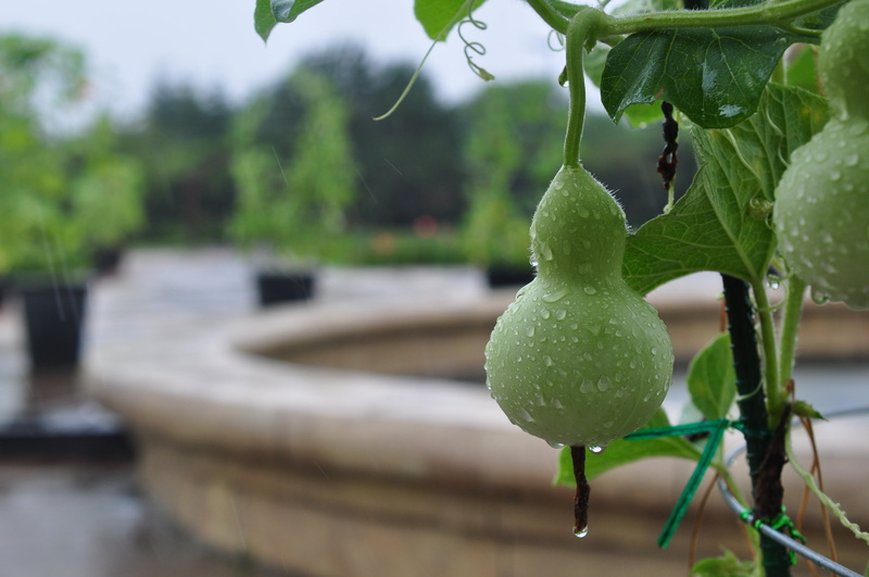 rain, plant part, close-up, no people, beauty in nature, drop, green color, wet, nature, growth, green, food and drink, water, tree, gourd, houseplant