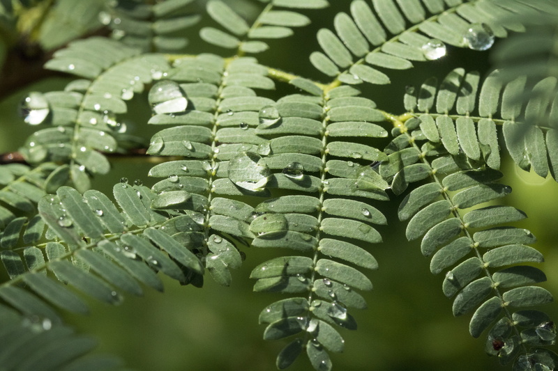 nature, freshness, trickle, beautiful, backgrounds, outdoors, green color, leaves, food and drink, plant part, fresh medium, close-up, no people, 5K, vegetable