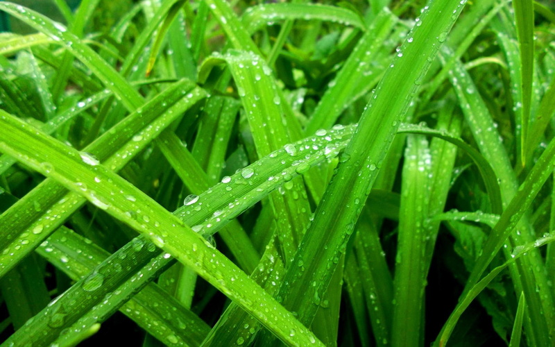 spring, mildew, water, 1080P, color, widescreen, seasons, green, grass, nature, rain, drops