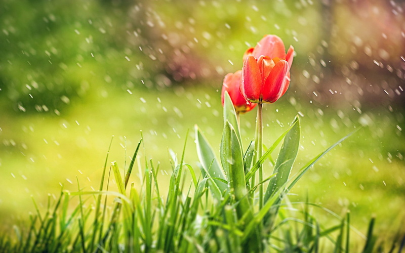 fragility, field, springtime, tulip, drop, tulips, Flowers, land, rain, spring, petal, growth, flower, dew, vulnerability, flowering plant, water, red