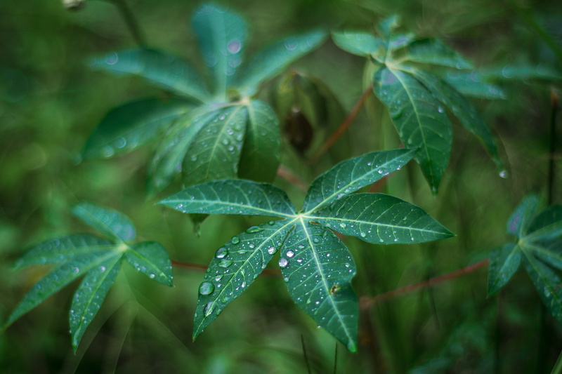 spring, nature, outdoors, drops, fragility, drop, beauty in nature, green color, day, flower, cold, growth, grass, plant part, summer, flowers, foliage