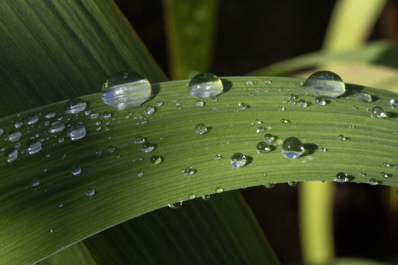 vulnerability, rain, 5K, freshness, leaves, day, growth, plant part, blade of grass, macro, plants, drop, dew, plant, reed, trickle, garden, water, purity