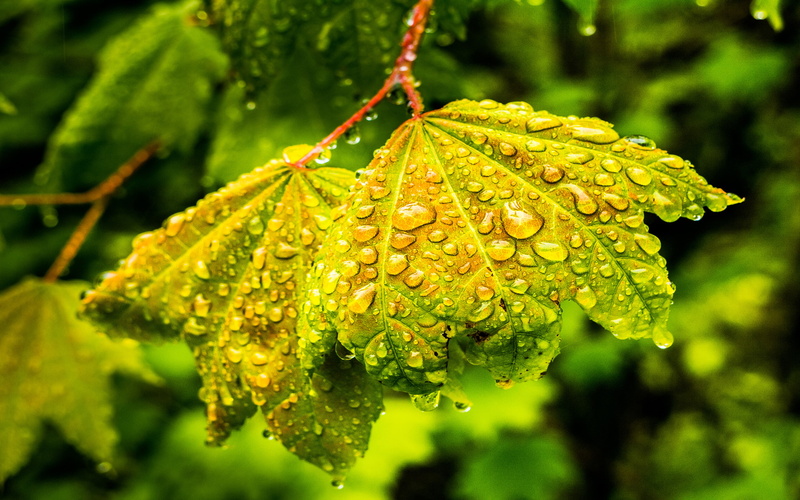 green, water, backgrounds, 4K, leaf, rain, windows, desktop, drops, spring