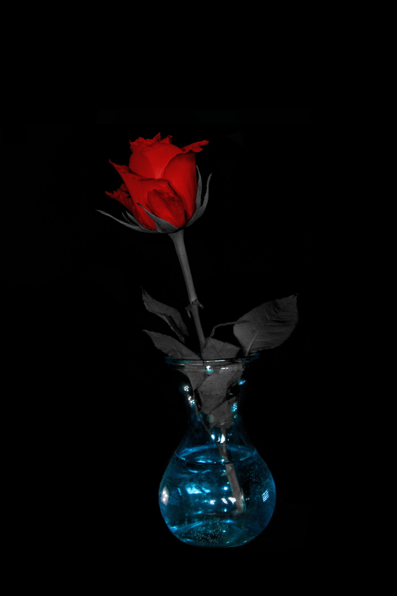 nature, light blue, rose blooms, flora, beautiful, freshness, cyan, garden rose, transparent, bloom, black and white, grey, plant, isolated, multi coloured