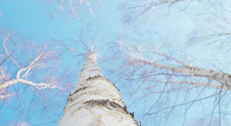 winter, close-up, textured, gangwon do, twig, hem, plant, plant bark, background, birch, sky, eggplant, low angle view, nature, white, bark, directly below