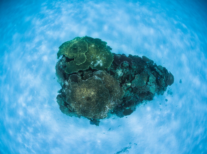 Light, Travel, aquatic sport, Digital, Underwater, Japan, no people, Islands, okinawa, Crystal, animal wildlife, Cyan, corals, Water, nature, Exotic, destinations