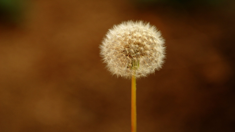 refreshing, color, dandelion, no people, outdoors, yellow, seed, fragility, beauty in nature, growth, uncultivated, shape, korea, plant, freshness, flowering plant