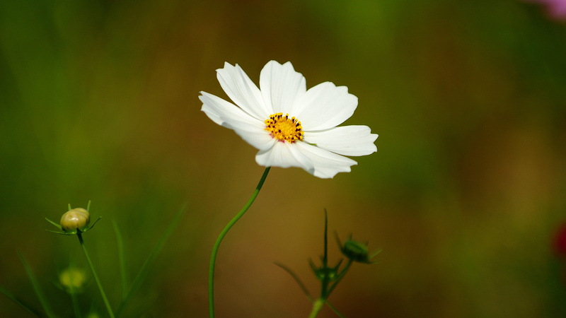 refreshing, spring, season them, nature, flower head, outdoors, shape, day, korea, vulnerability, focus on foreground, white color, 4K, no people, this type