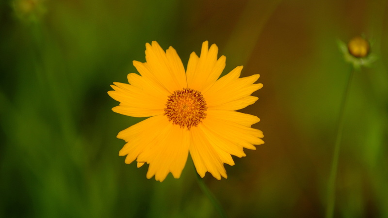 fragility, focus on foreground, korea, inflorescence, flower, this type, beauty in nature, pollen, field, plants, refreshing, flowers, vulnerability, flowering plant