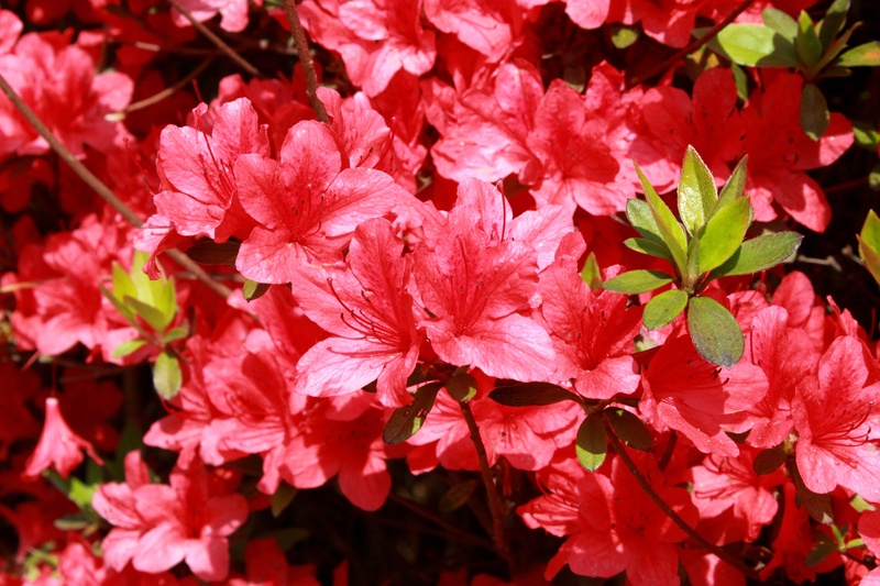 korea, vulnerability, beauty in nature, azalea, red, inflorescence, springtime, beautiful, bunch of flowers, red flowers, flower, growth, flower tree, plants