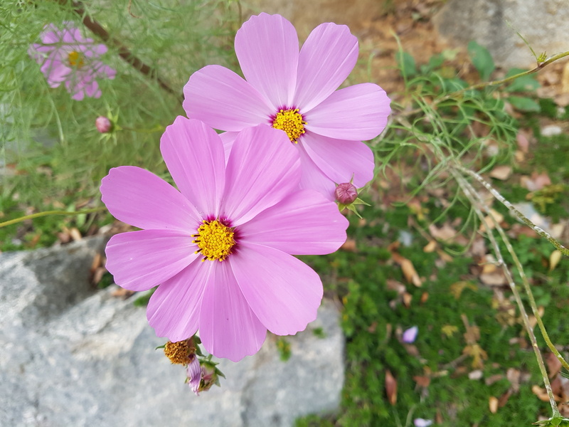 flowering plant, pink color, flowers, close-up, fragility, pollen, pink, growth, focus on foreground, fall flowers, beauty, hwasaham, cosmos, freshness