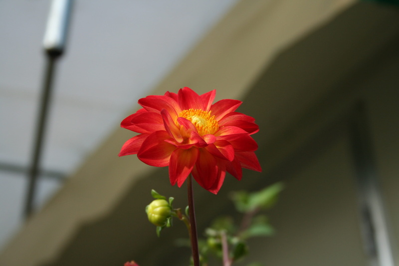 inflorescence, freshness, plants, vulnerability, close-up, nature, fragility, pollen, no people, beauty in nature, orange color, red, flowering plant, flowers